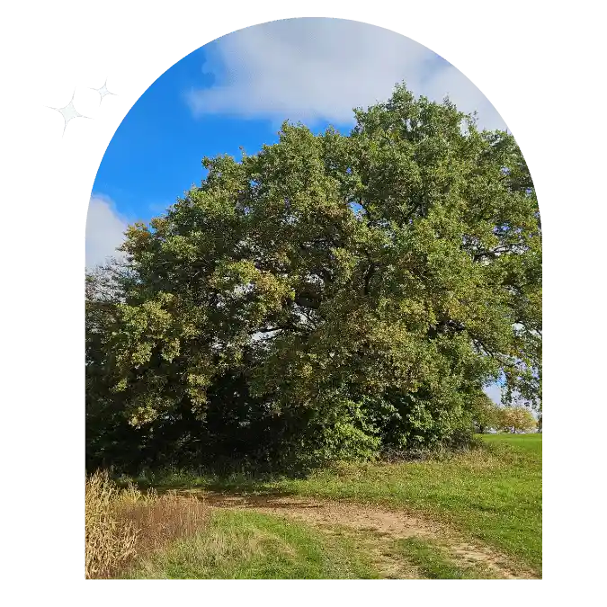Séance particulière - Balade thérapeutique